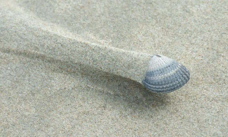 Kokkel op het strand