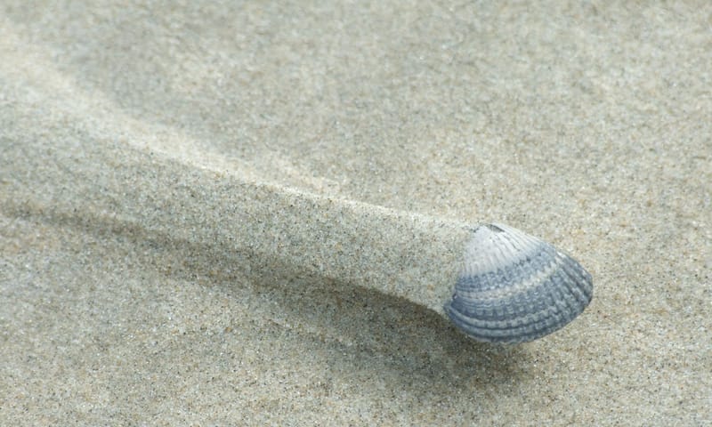 Kokkel op het strand