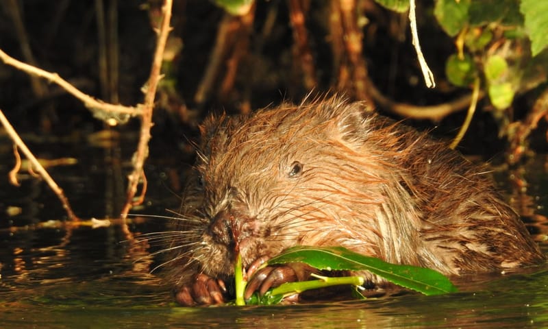 Knagende bever in de avondzon Bever aan de waterkant in de avondzon