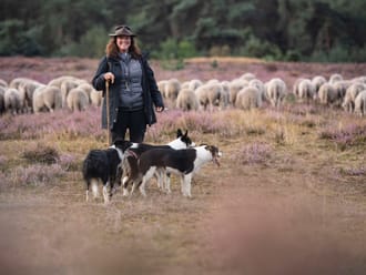 herder met haar schapen