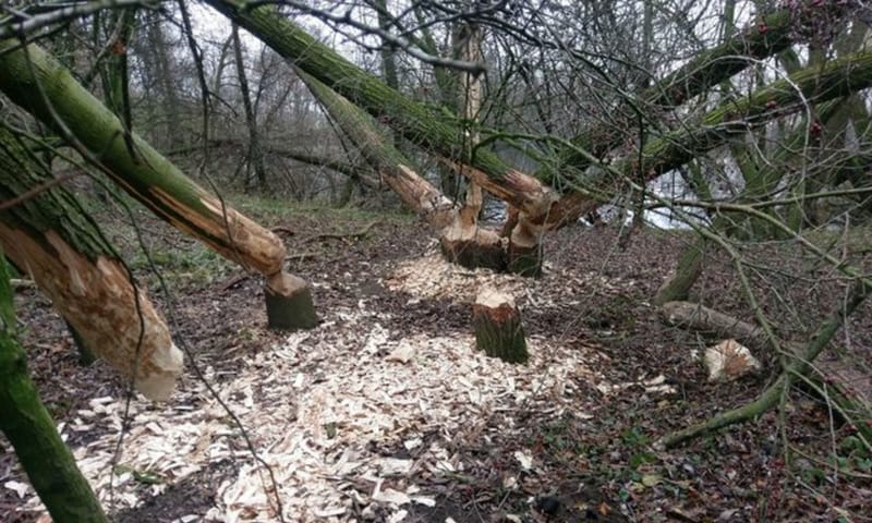 Vraatsporen van een bever langs de Molenplas bij Stevensweert Vraatsporen van een bever aan bomen