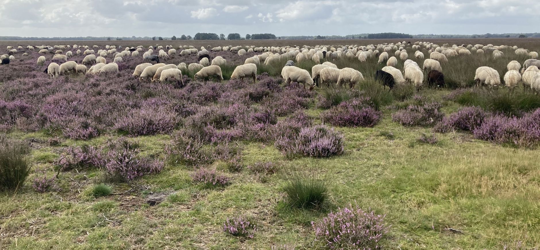 Schapen op het Dwingelderveld