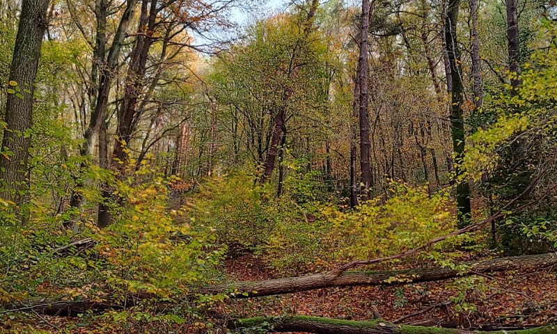 Bos op de Sint-Jansberg