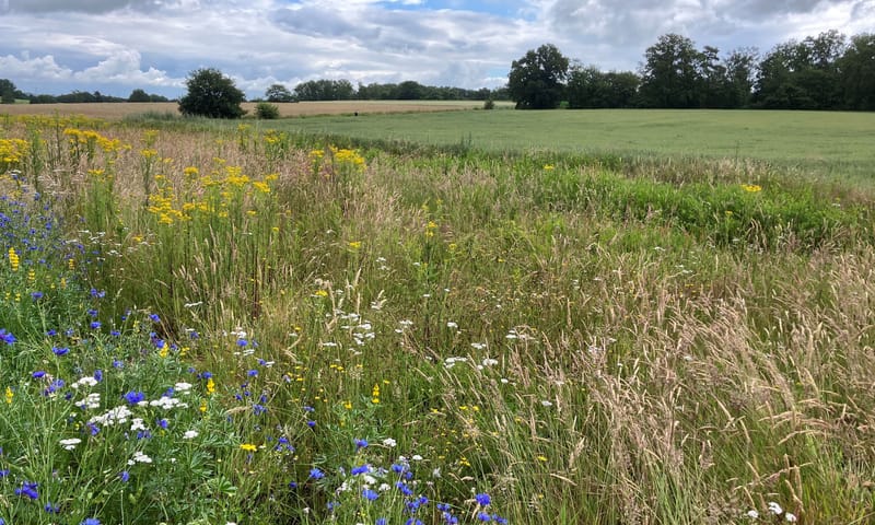 Bloemrijke akkerrand Bergherbos 2024