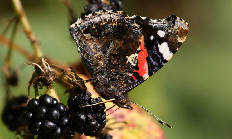 Atalanta drinkt vocht uit een braam Atalanta drinkt vocht uit een braam