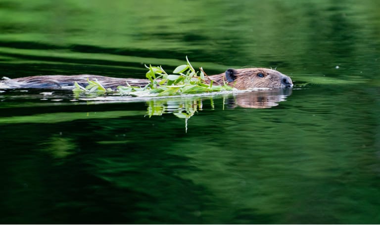 Zwemmende bever Zwemmende bever