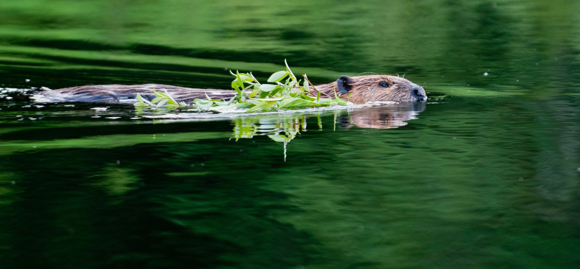 Zwemmende bever Zwemmende bever