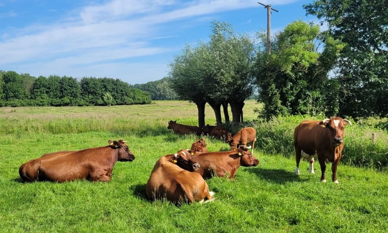 Brandrode runderen Vrienden van Velhorst