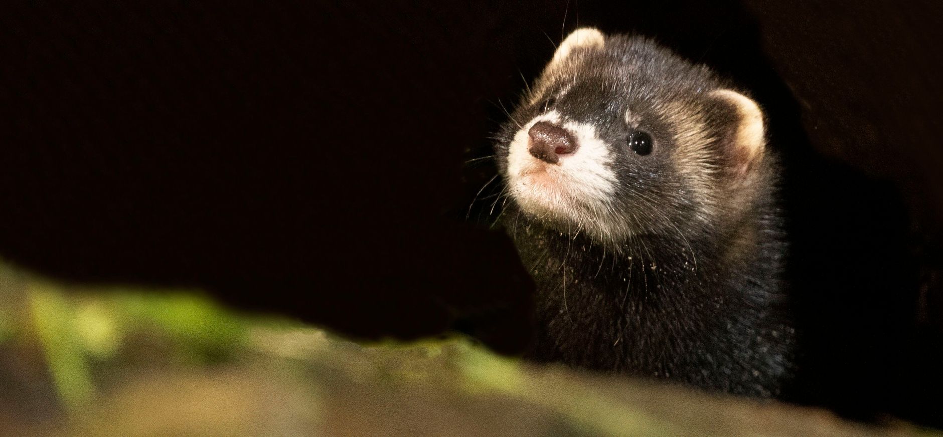 Bunzing leidt verborgen leven