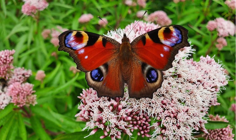 Dagpauwoog vlinder drinkt nectar op een najaarsbloeier