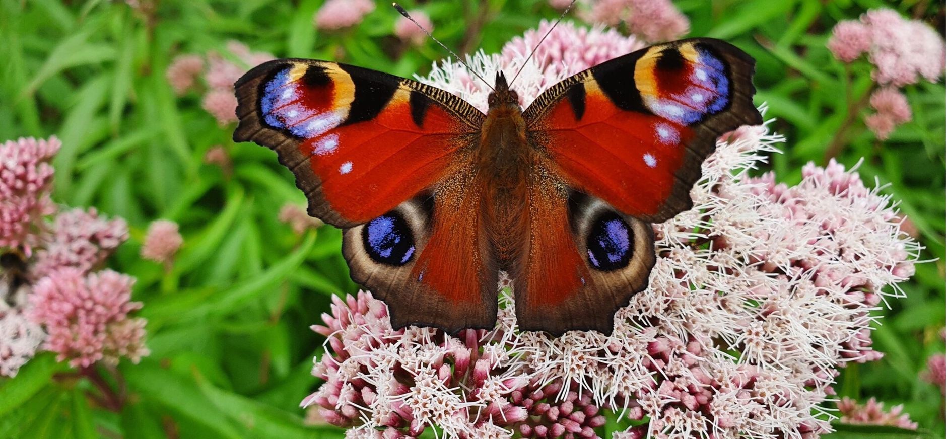 Dagpauwoog drinkt nectar op een najaarsbloeier Dagpauwoog vlinder drinkt nectar op een najaarsbloeier