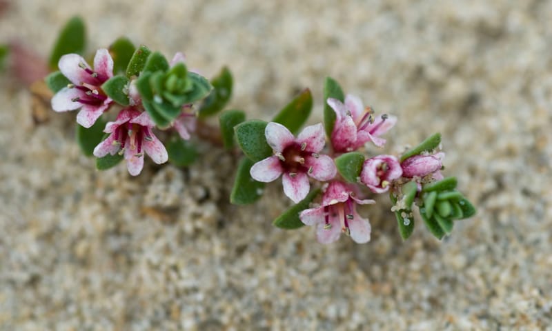 Close-up van plantje met kleine bloemetjes in het zand