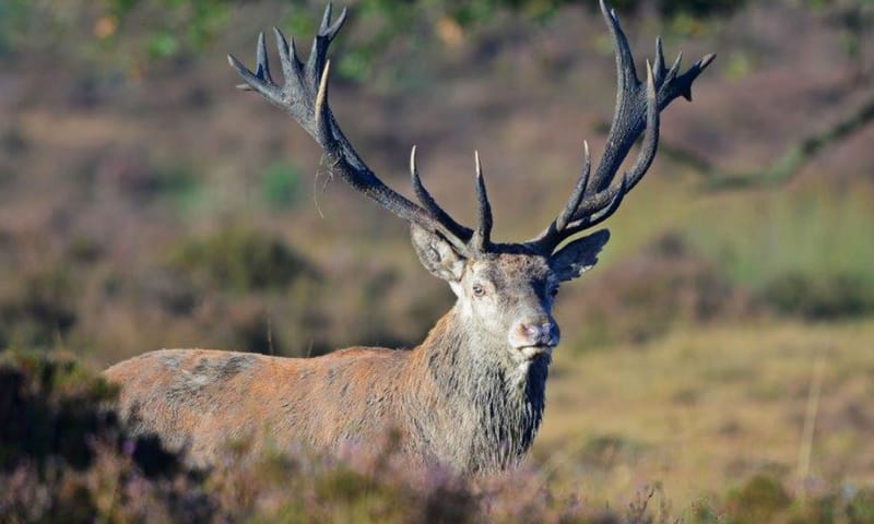 Edelhert 'Drieklauw alias de Kandelaar' op de Veluwe Edelhert 'Drieklauw alias de Kandelaar' op de Veluwe