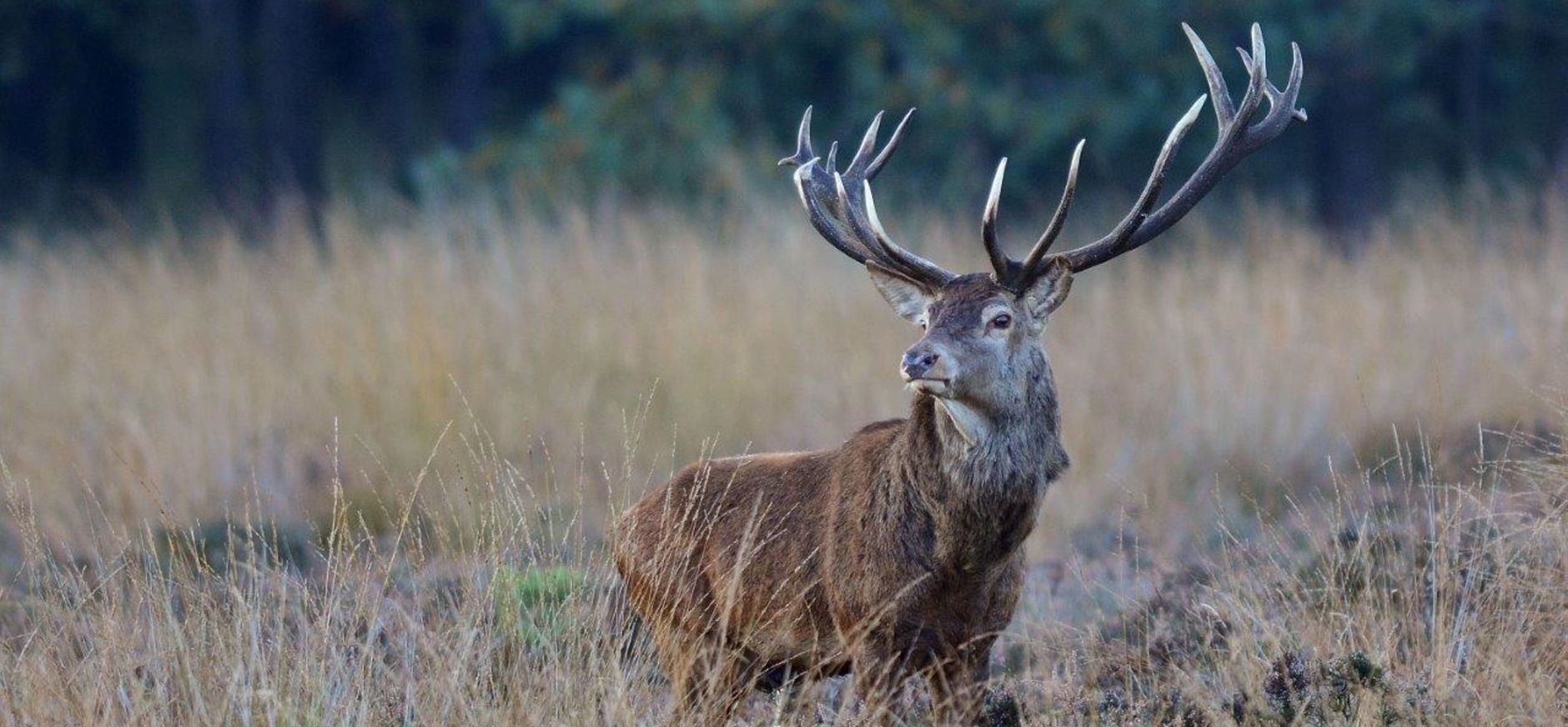 Edelhert (Kaarsjeshert) tijdens de bronst op de Veluwe