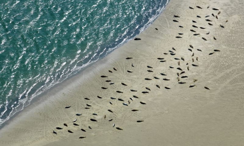 Zonnende zeehonden op de Galgeplaat.