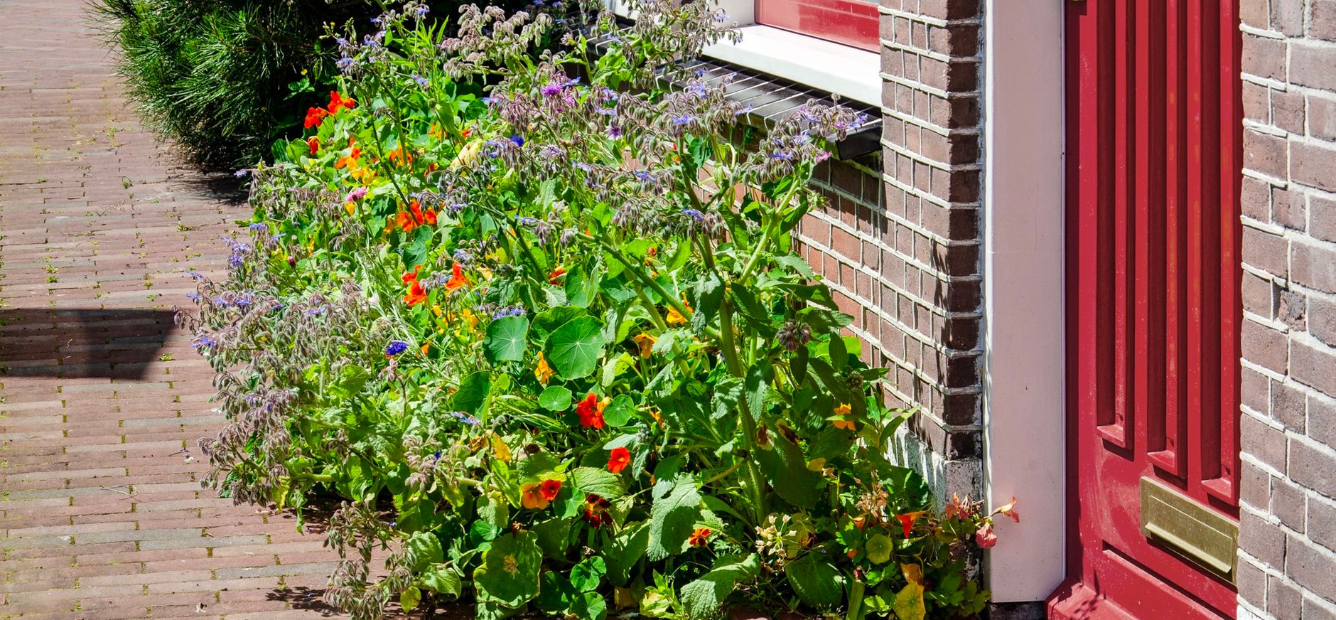 Geveltuin vol bloemen in Leiden Geveltuin vol bloemen