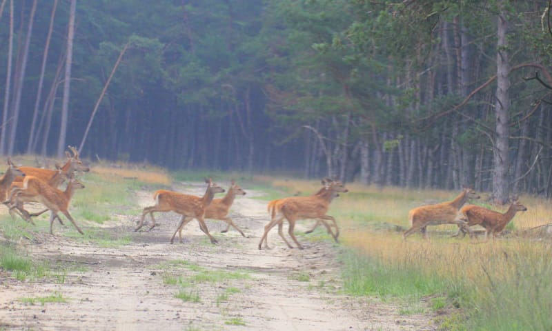 Groep hinden in het bos