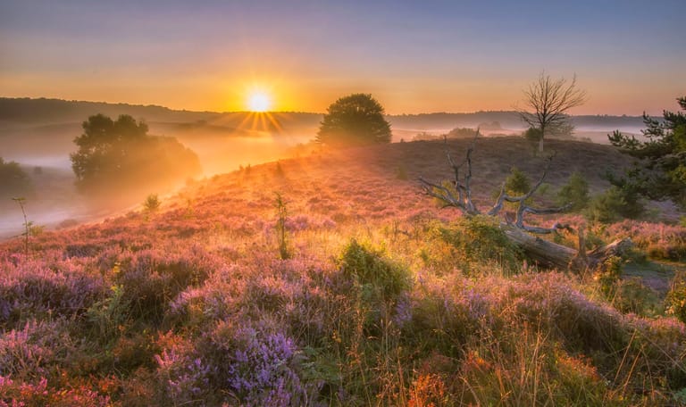 De Heide in de avond