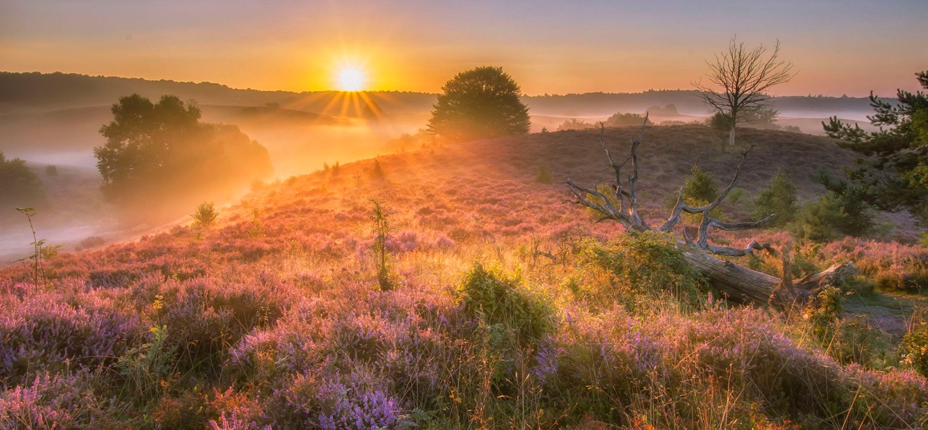 De Heide in de avond