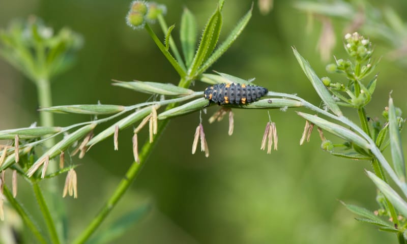 Larve van een lieveheersbeestje
