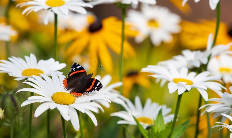 Atalanta op margriet Atalanta op een margriet