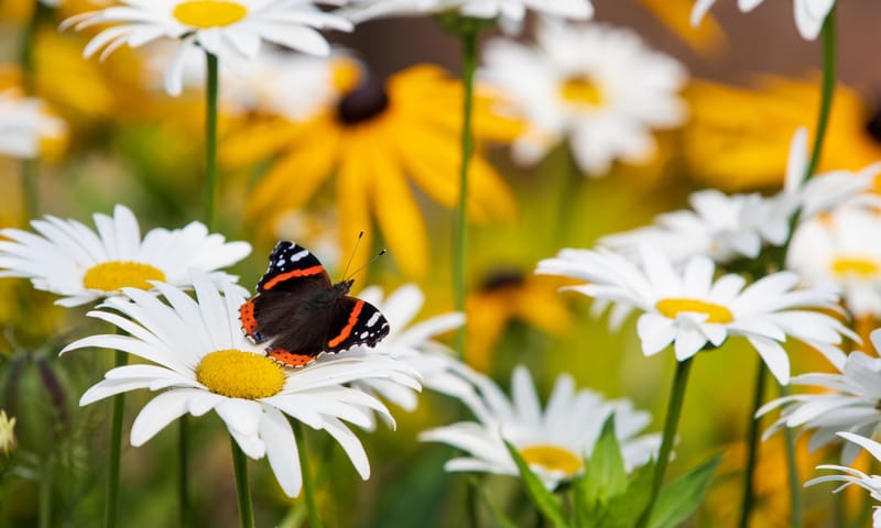 Atalanta op een margriet