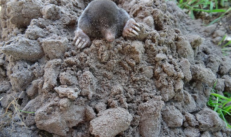 Mol Mol bij molshoop