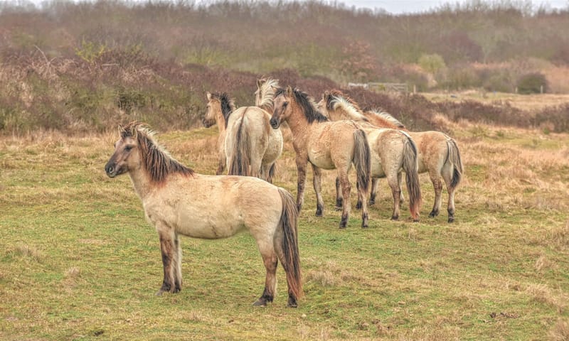 Kudde pony's in de duinen