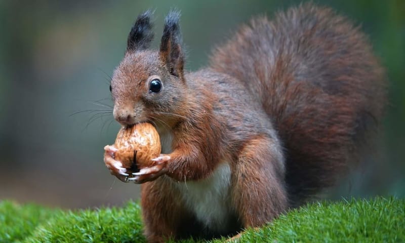 Afbeelding van een rode eekhoorn met een walnoot tussen zijn voorpoten