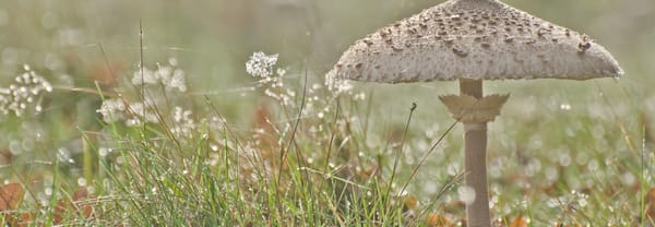 Grote parasolzwam