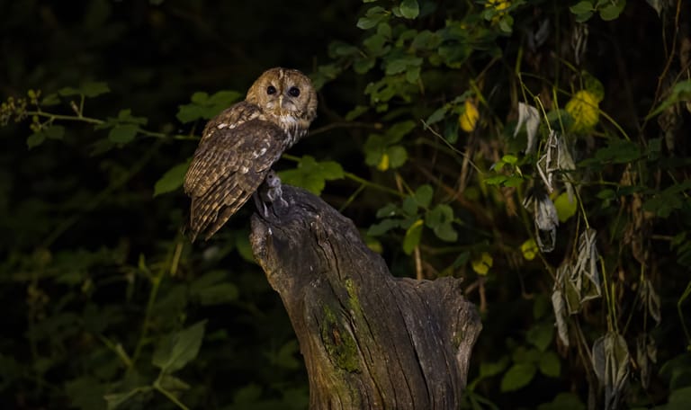 Bosuil Afbeelding van een bosuil die op de stam van een dode boom naar de camera kijkt.