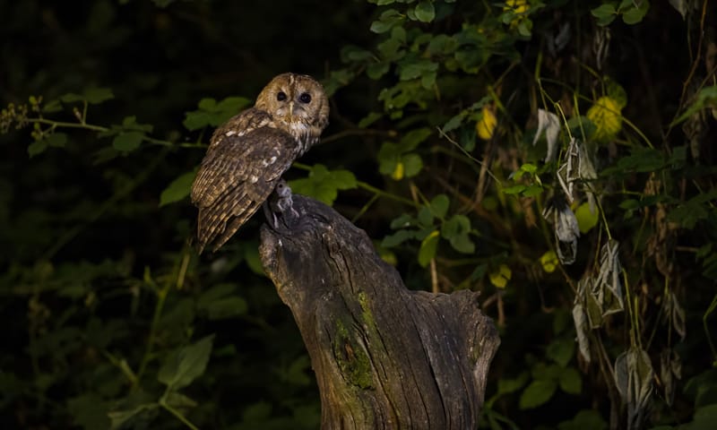 Afbeelding van een bosuil die op de stam van een dode boom naar de camera kijkt. 