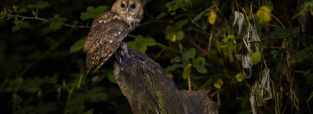 Bosuil Afbeelding van een bosuil die op de stam van een dode boom naar de camera kijkt.