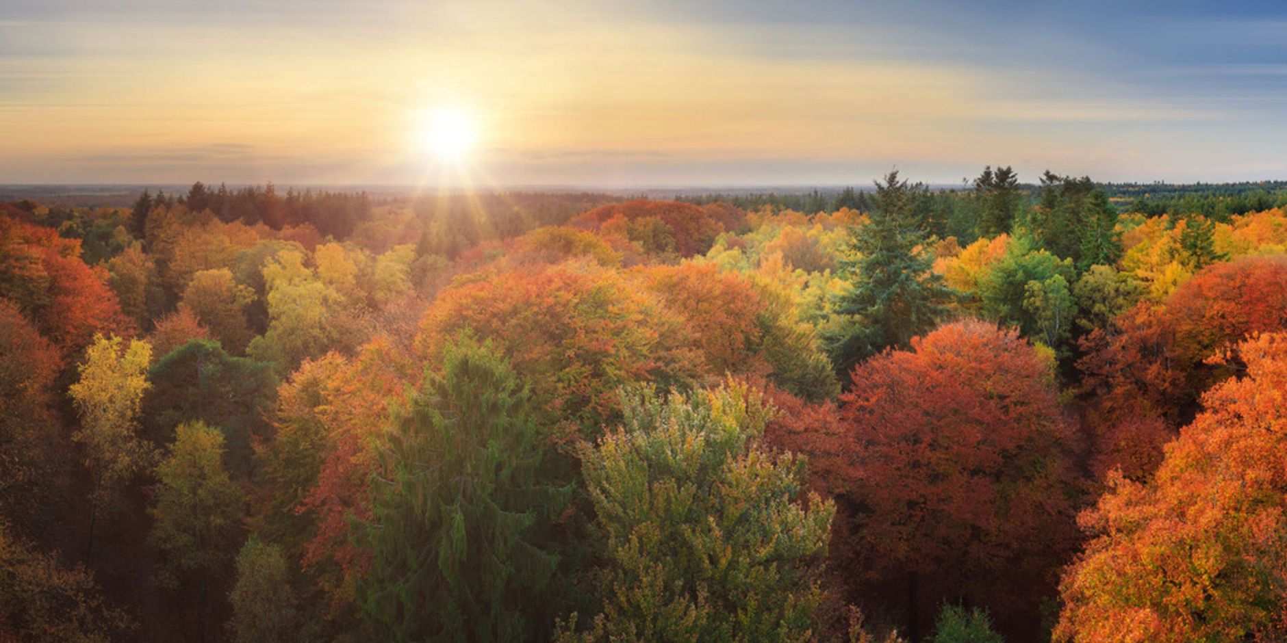 Kaapse bossen in herfstkleuren