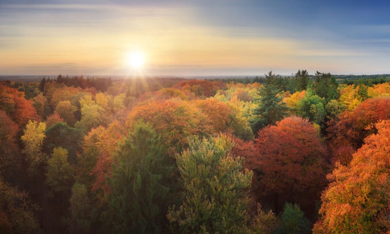 Kaapse bossen in herfstkleuren