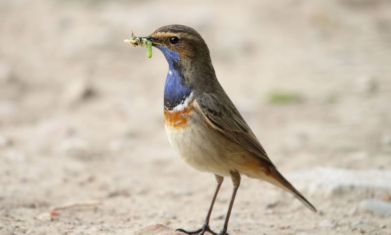 Blauwborst Blauwborst