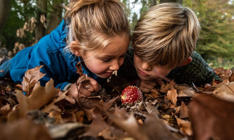 Kinderen bij vliegenzwam