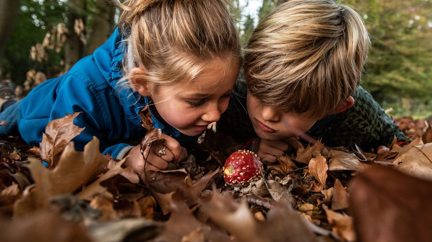 kinderen bij paddenstoel