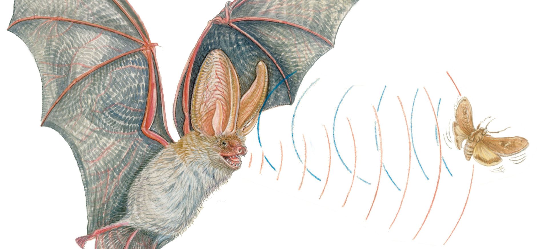 Vleermuis op jacht