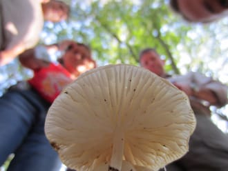 Paddenstoel met plaatjes