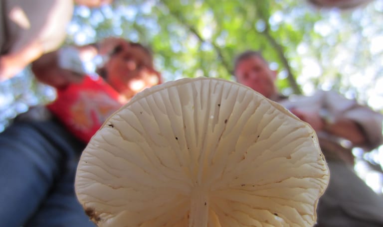 Paddenstoel met plaatjes