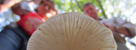 Paddenstoel met plaatjes