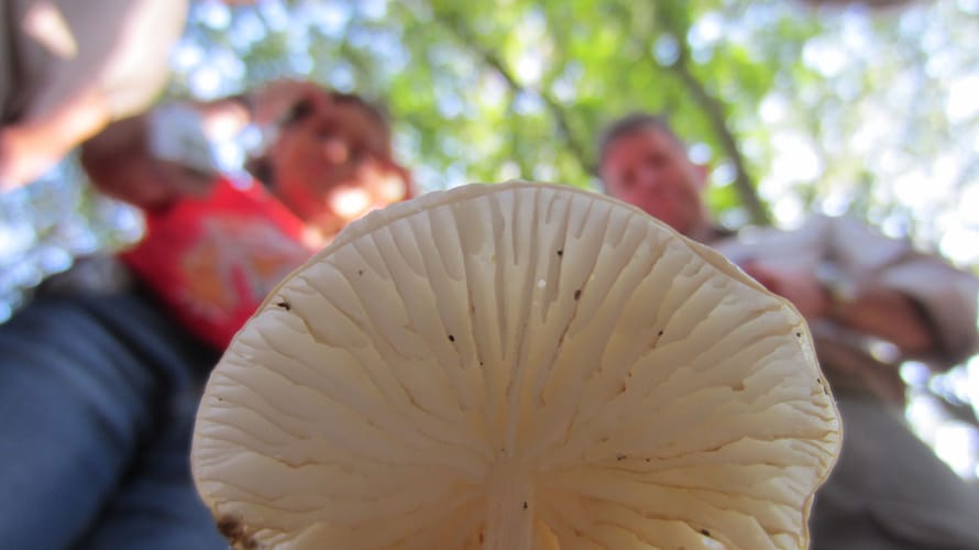 Paddenstoel met plaatjes