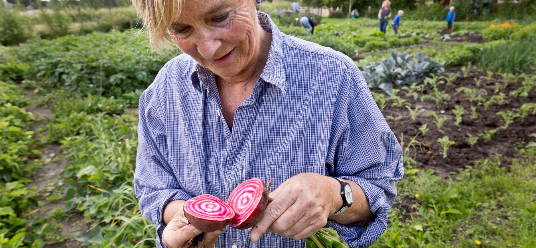 Snijbiet bij de Onlanderij