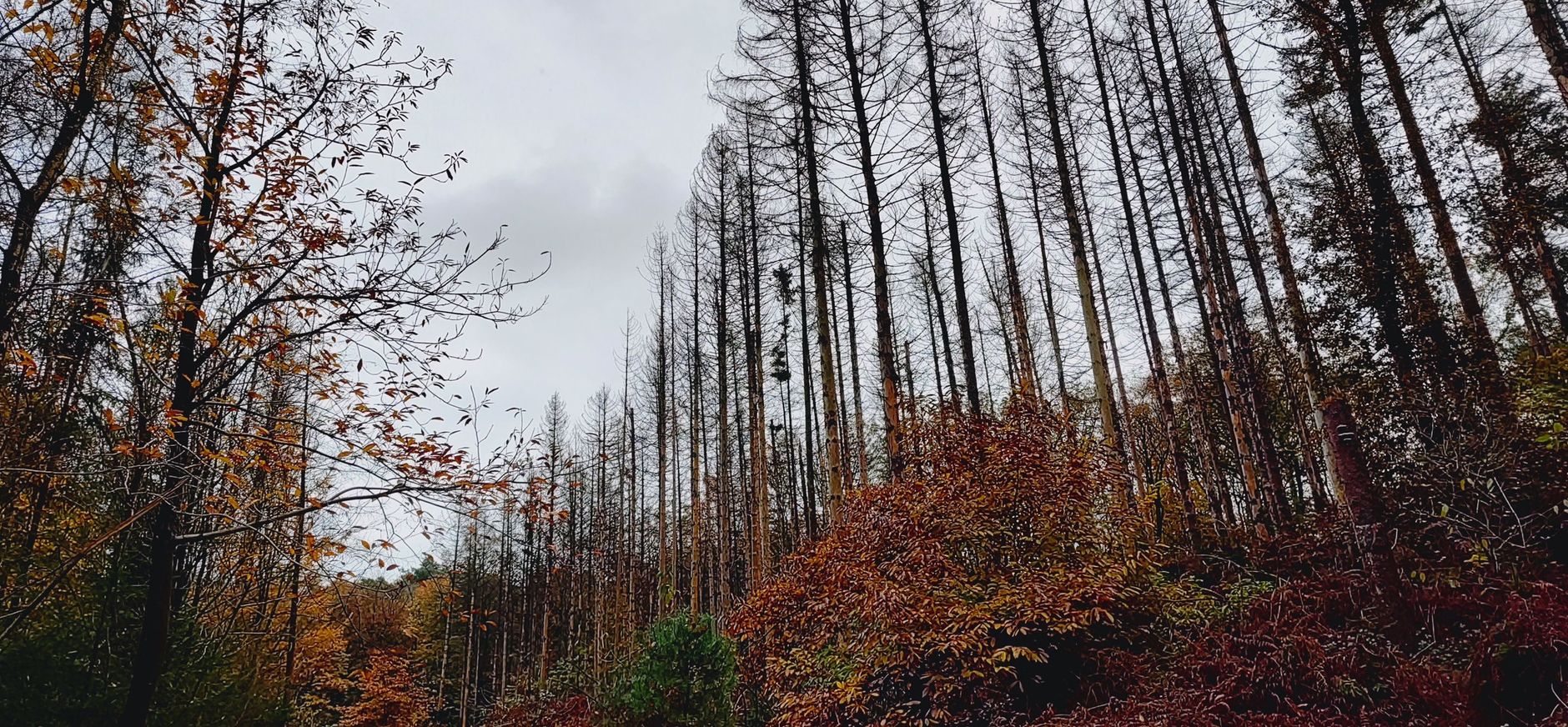 Dode fijnsparren door letterzetter