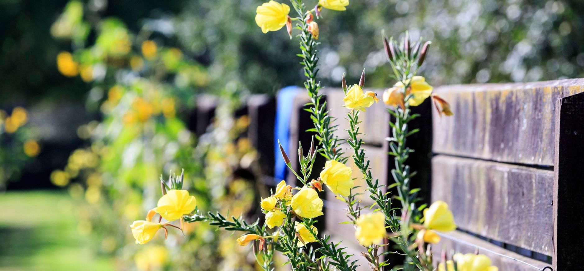 Najaar is het nieuwe tuinseizoen: teunisbloemen in de tuin Najaar is het nieuwe tuinseizoen