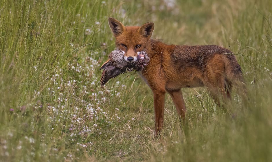 Vos met prooi - juli
