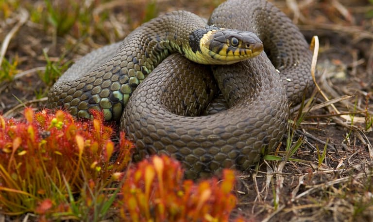 Ringslang is gemakkelijk te herkennen aan de lichte vlekken in zijn nek