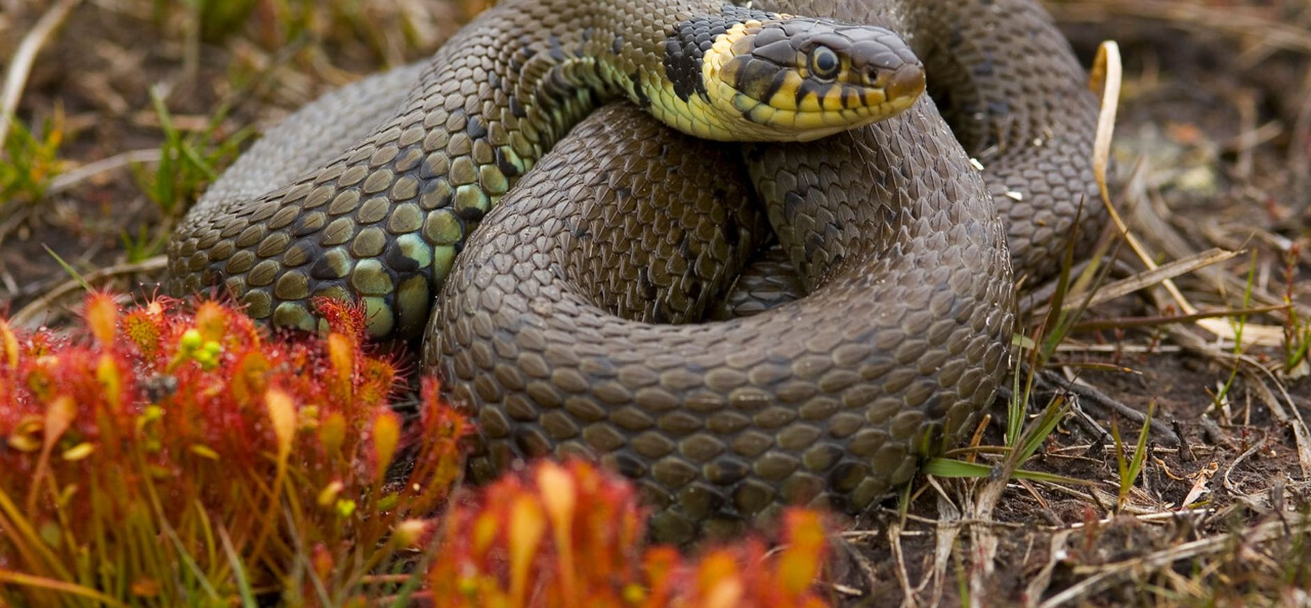 Ringslang Ringslang is gemakkelijk te herkennen aan de lichte vlekken in zijn nek
