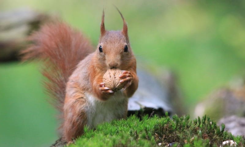 Rode eekhoorn met walnoot 